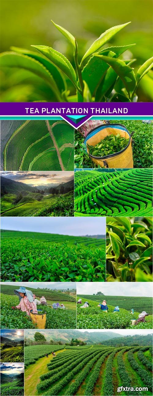 Tea plantation Thailand 12x JPEG