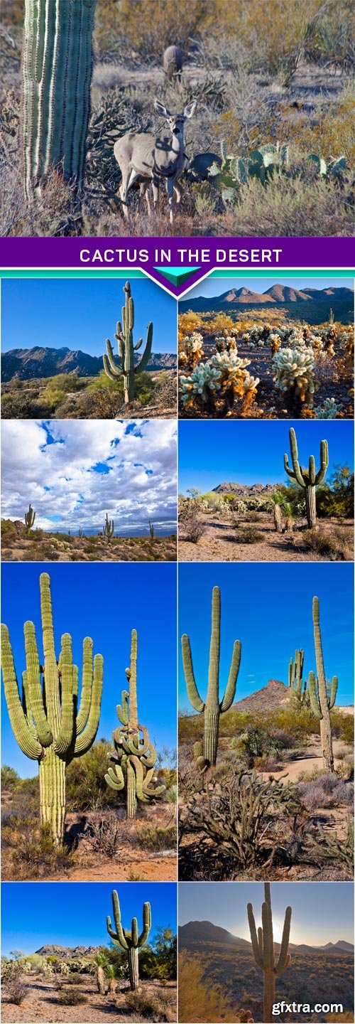 Cactus in the desert 8x JPEG