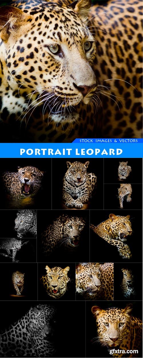 portrait leopard 14X JPEG