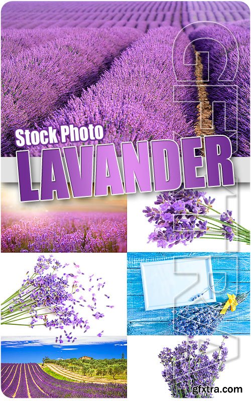 Lavander - UHQ Stock Photo