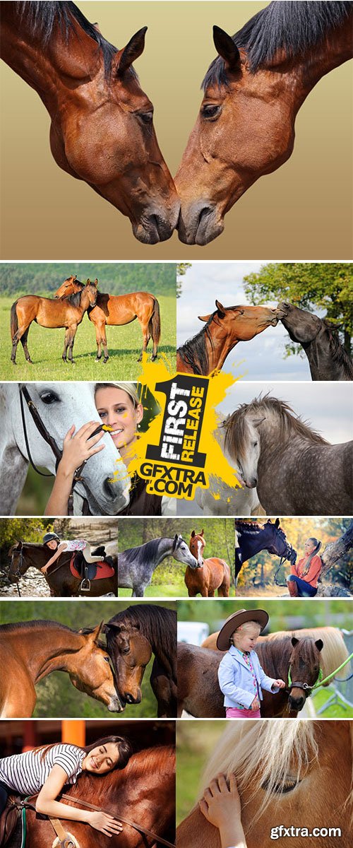 Stock Image Horse love
