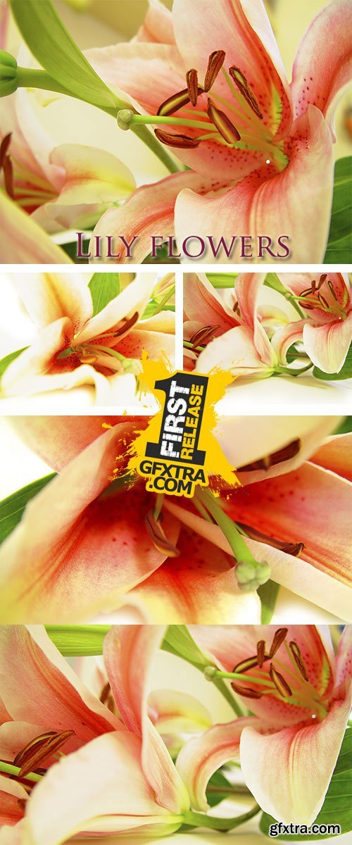 Stock Photo: Lily flowers