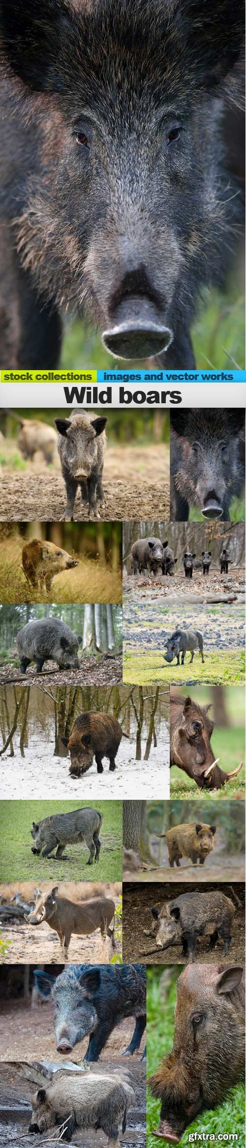 Wild boars, 15 x UHQ JPEG