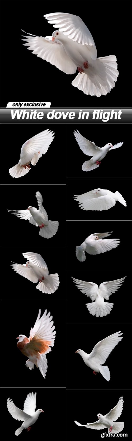 White dove in flight - 11 UHQ JPEG