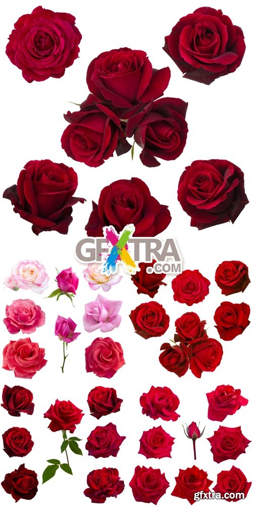 Stock Photo - Roses isolated