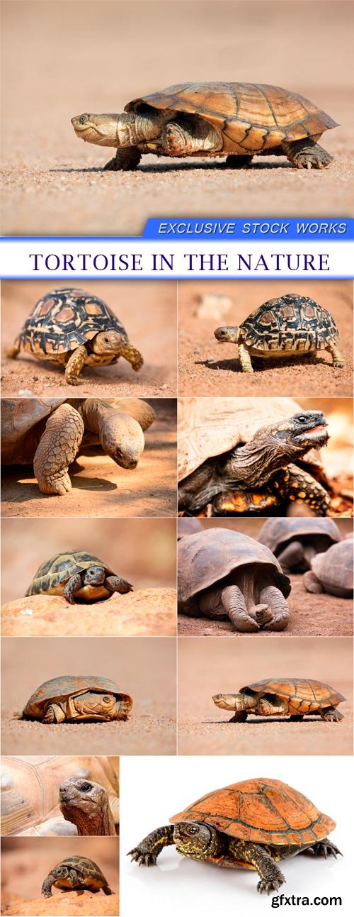 tortoise in the nature 11X JPEG