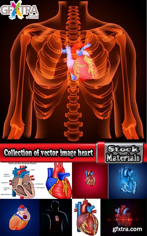 Collection of vector image medicine the human body heart 25 EPS