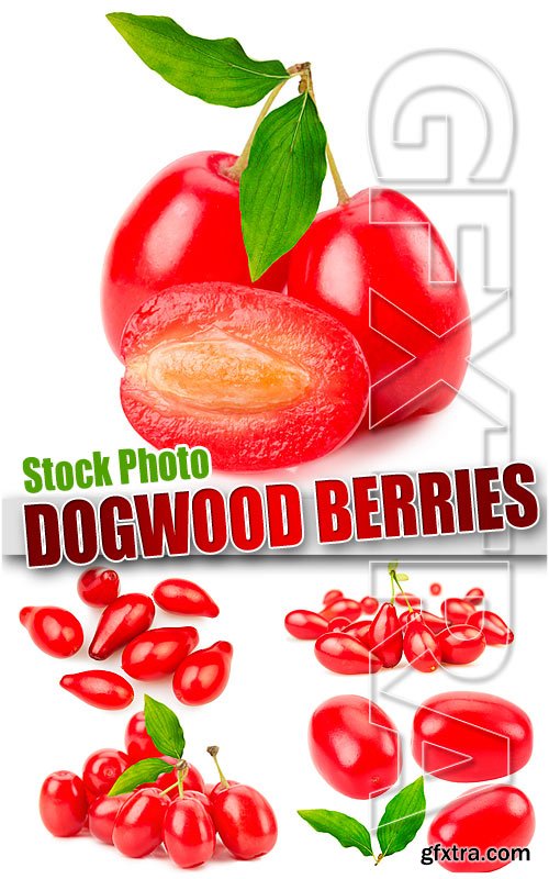 Dogwood berries - UHQ Stock Photo