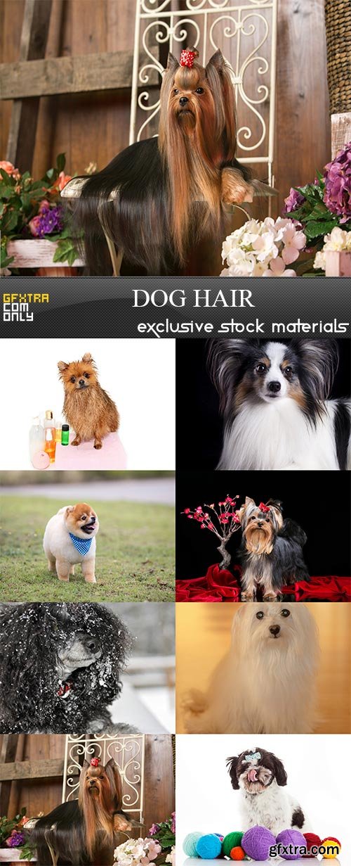 Dog hair, 8 x UHQ JPEG