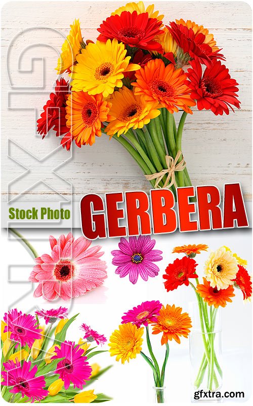 Gerbera - UHQ Stock Photo