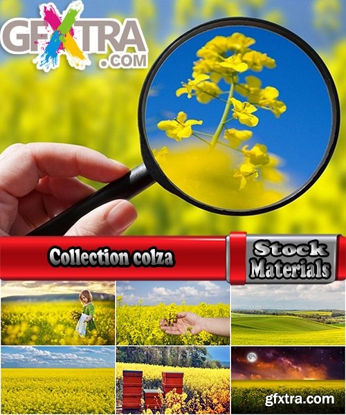 Collection colza rapeseed field flower alternative energy 25 HQ Jpeg