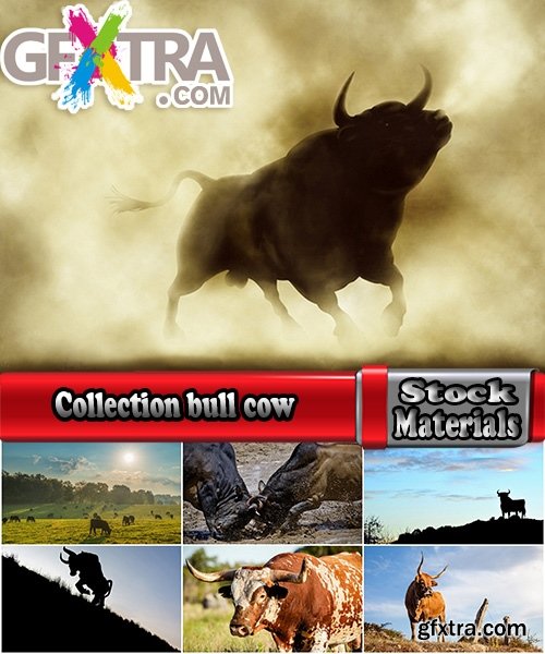 Collection bull cow 25 HQ Jpeg