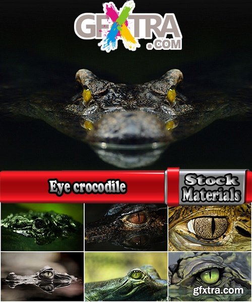 Eye crocodile Crocodile Head Leather Collection fear in water 25 HQ Jpeg