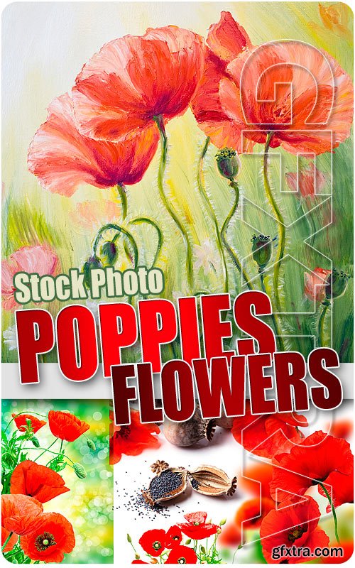 Poppies flowers - UHQ Stock Photo