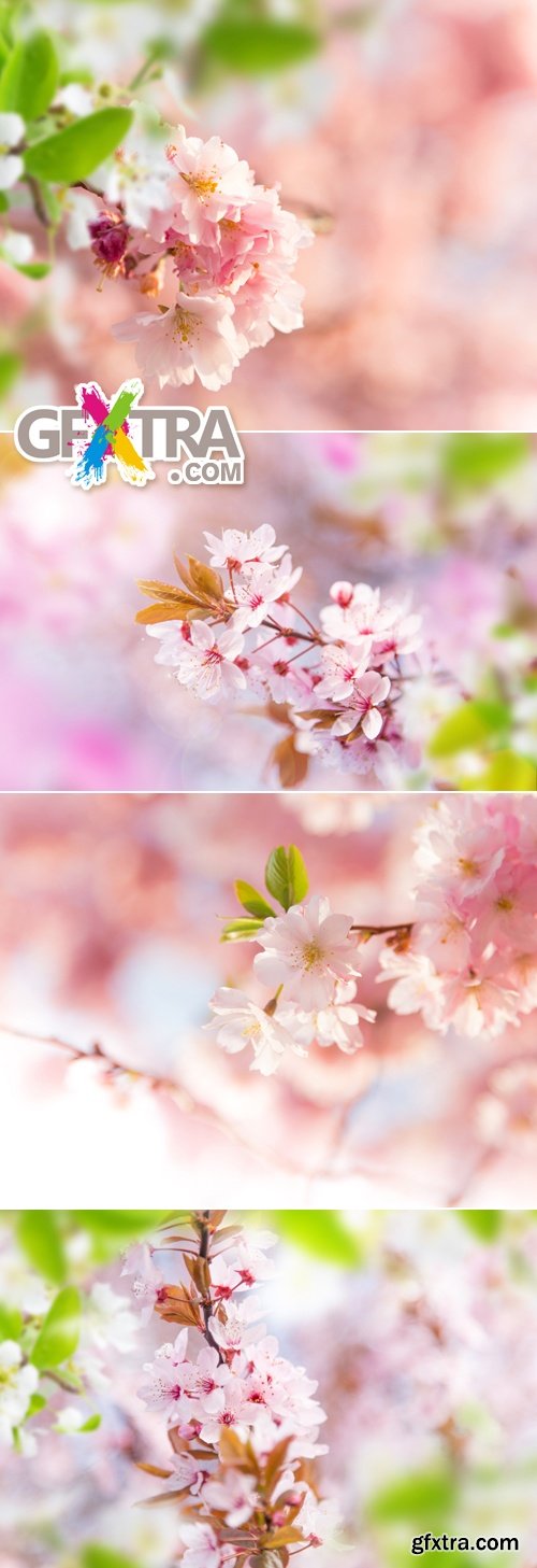 Stock Photo - Flowering Trees 3