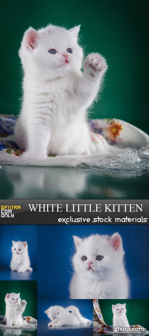 White Little Kitten - 5 UHQ JPEG