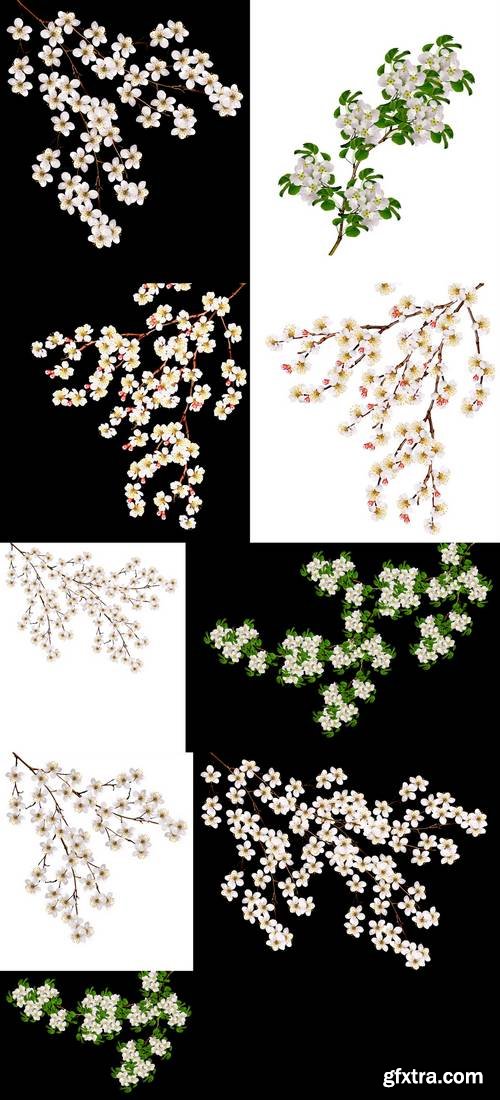 White Flowers Branch Isolated