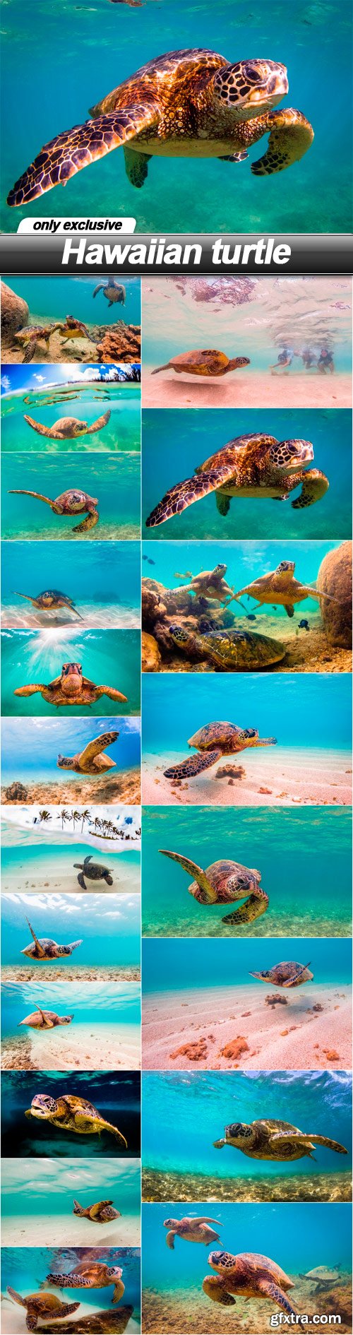 Hawaiian turtle - 20 UHQ JPEG