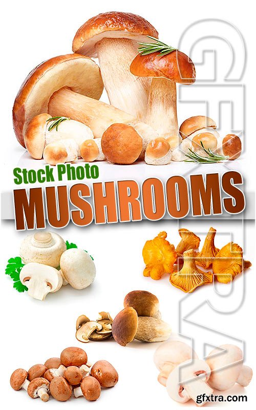 Mushrooms - UHQ Stock Photo