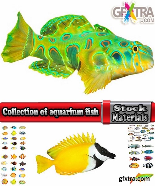 Collection of aquarium fish colored squama 25 HQ Jpeg