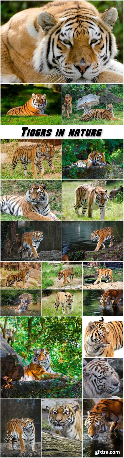 Tigers in nature, predators