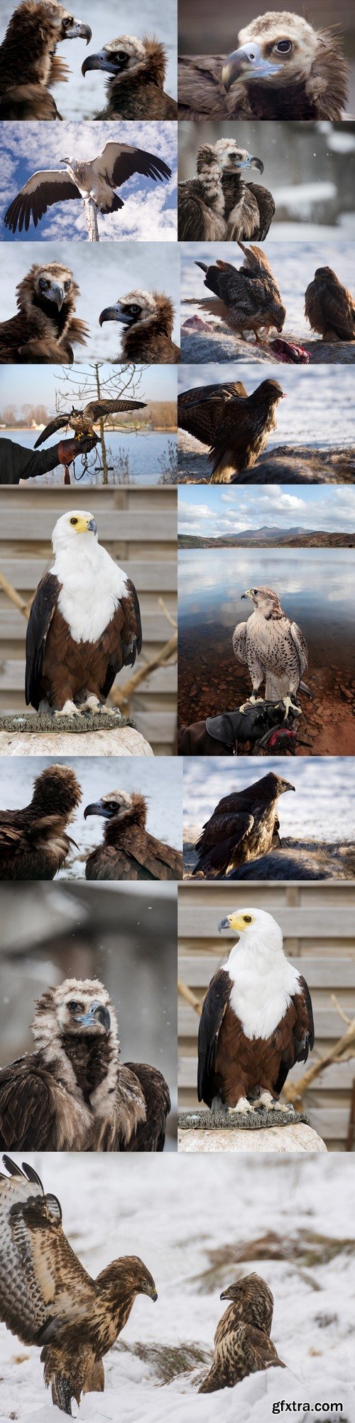 Cinereous Vulture - European Black Vulture