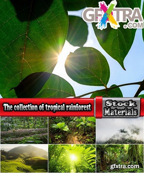 The collection of tropical rainforest foliage green tree crown 25 HQ Jpeg