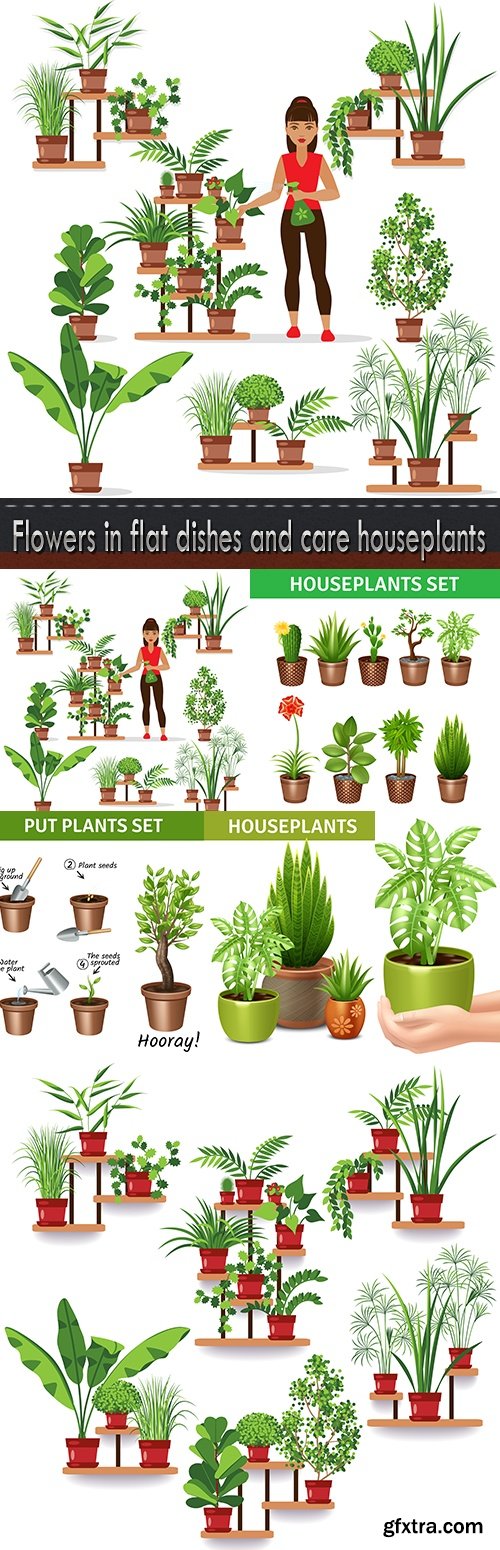 Flowers in flat dishes and care houseplants