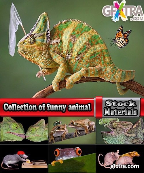 Collection of funny animal toad frog insect spider rat chameleon 25 HQ Jpeg