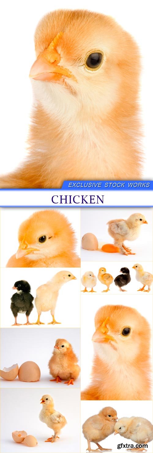 chicken 8X JPEG