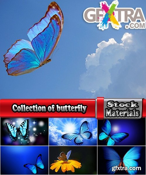 Collection of butterfly macro conceptual illustration nature plant flower 25 HQ Jpeg