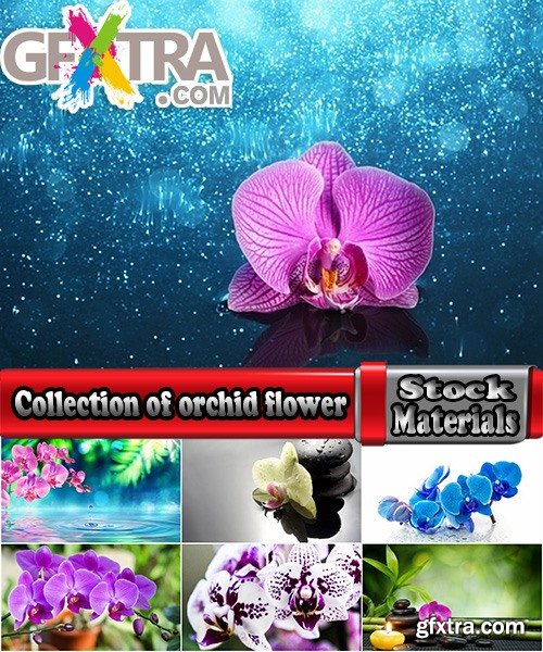 Collection of orchid flower petal inflorescence 25 HQ Jpeg
