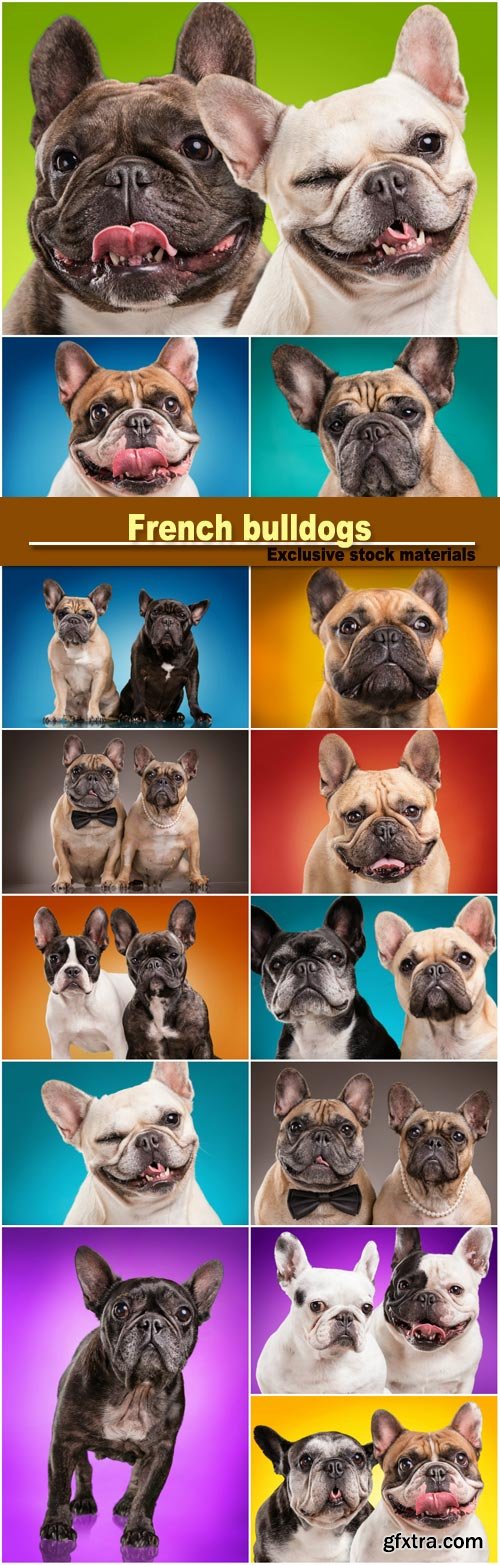French bulldogs isolated over colored background