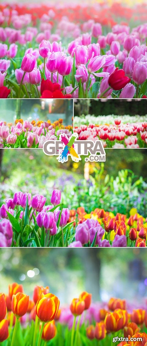 Stock Photo - Color Tulips 4