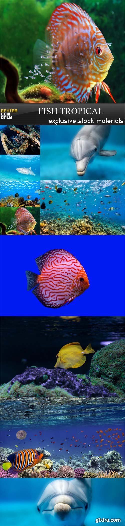 Fish tropical, 10 UHQ JPEG