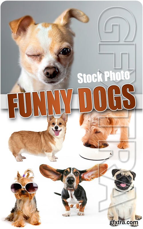 Funny dogs - UHQ Stock Photo
