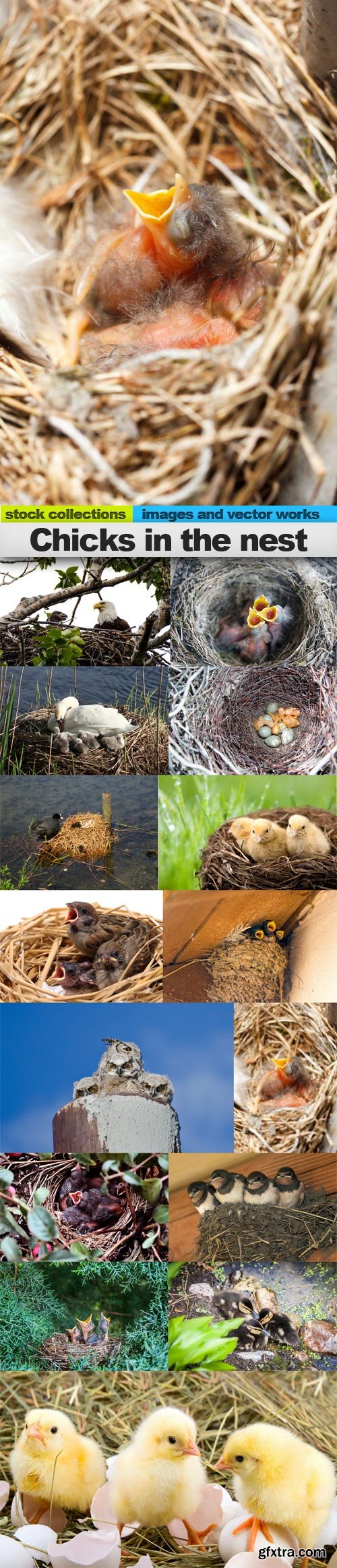 Chicks in the nest, 15 x UHQ JPEG