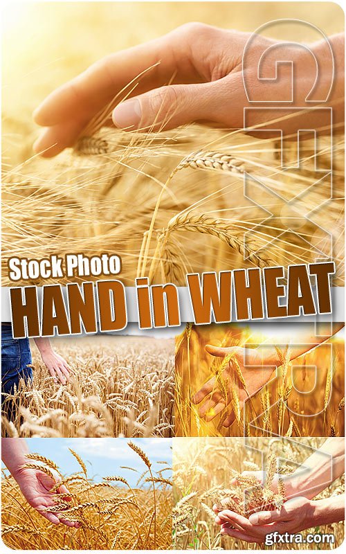 Hand in wheat - UHQ Stock Photo