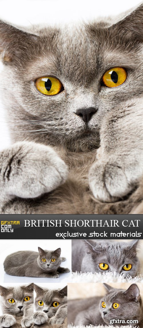 British Shorthair Cat - 5 UHQ JPEG