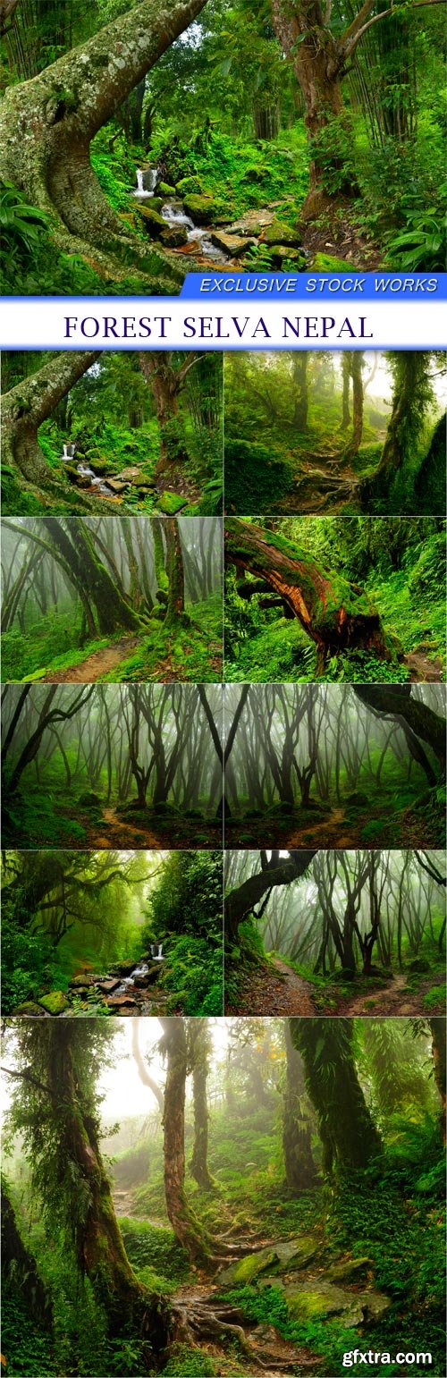 Forest Selva Nepal 9X JPEG