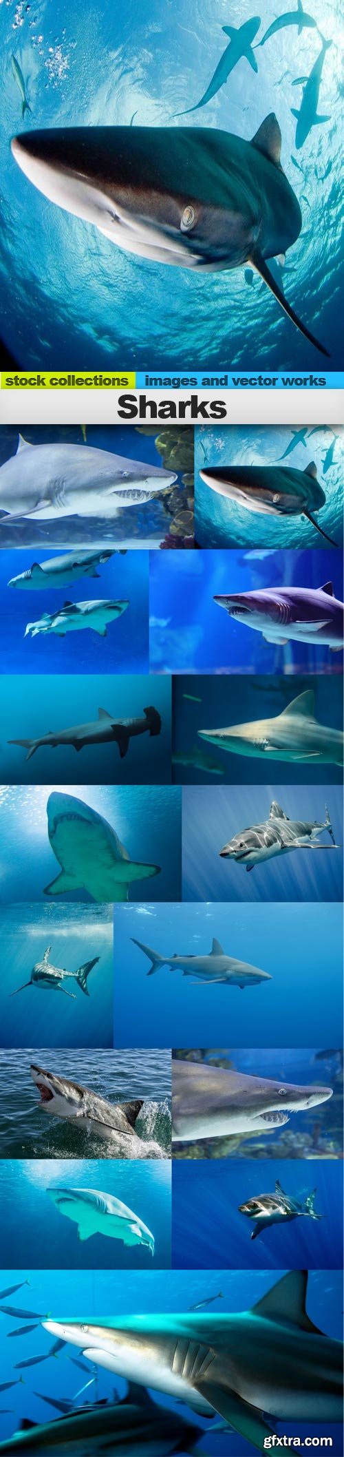 Sharks, 15 x UHQ JPEG