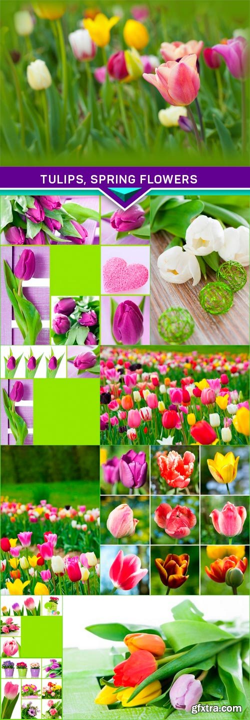 Tulips, spring flowers 10x JPEG