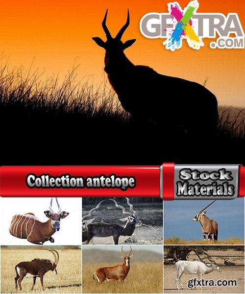 Collection antelope horn herbivore nature landscape 25 HQ Jpeg