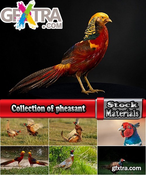 Collection of pheasant wildfowl bird 25 HQ Jpeg