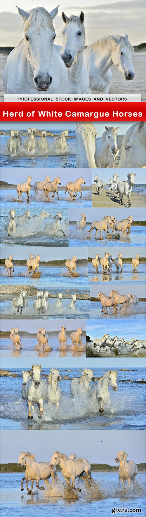 Herd of White Camargue Horses - 15 UHQ JPEG