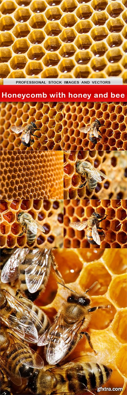 Honeycomb with honey and bee - 8 UHQ JPEG
