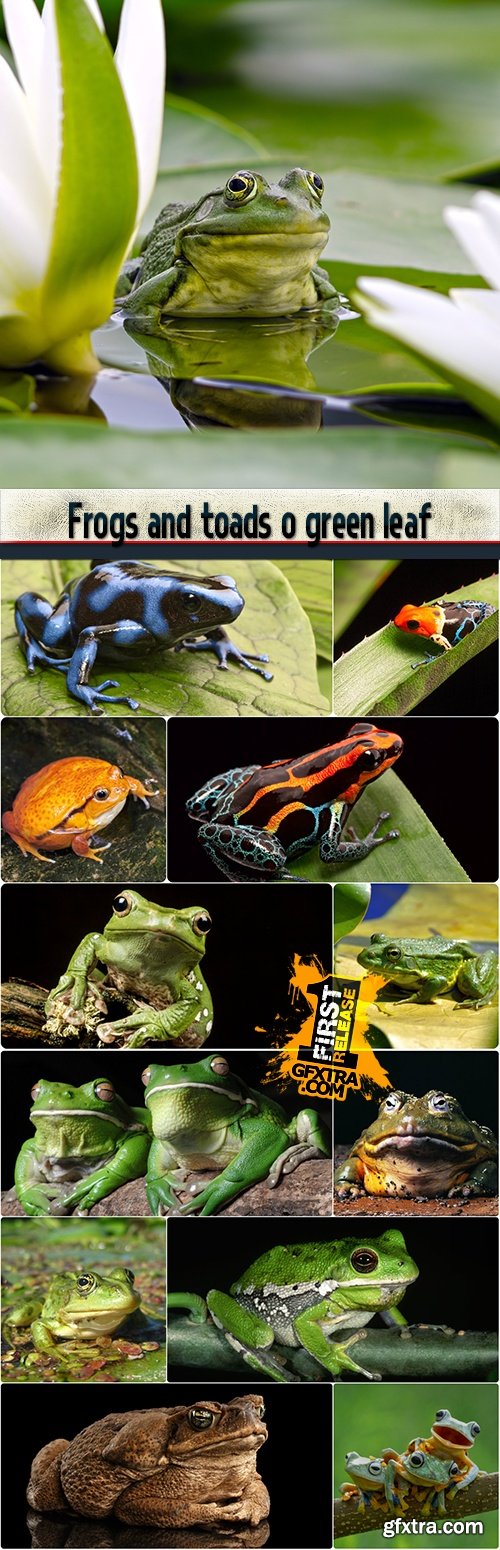 Frogs and toads o green leaf