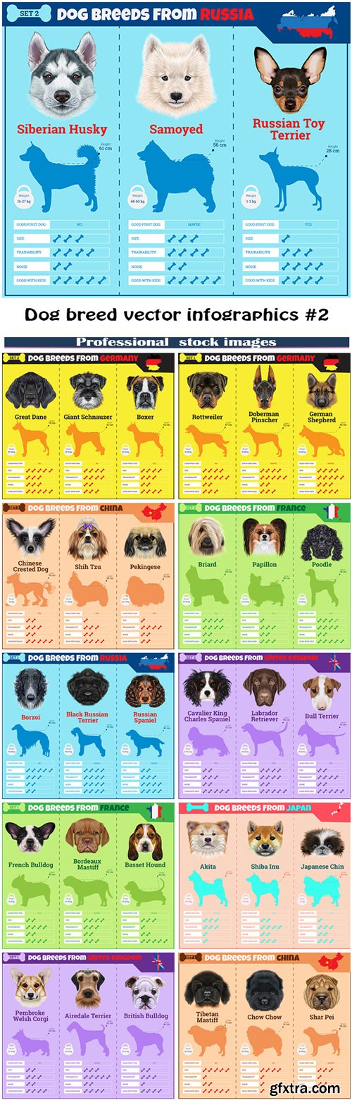Dog breed vector infographics #2