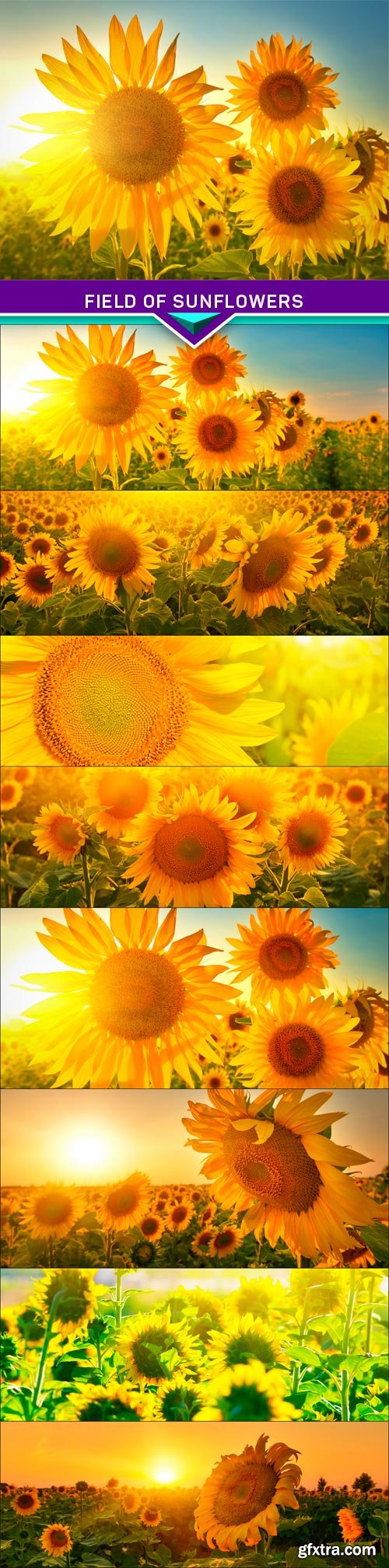 Field of sunflowers 8x JPEG
