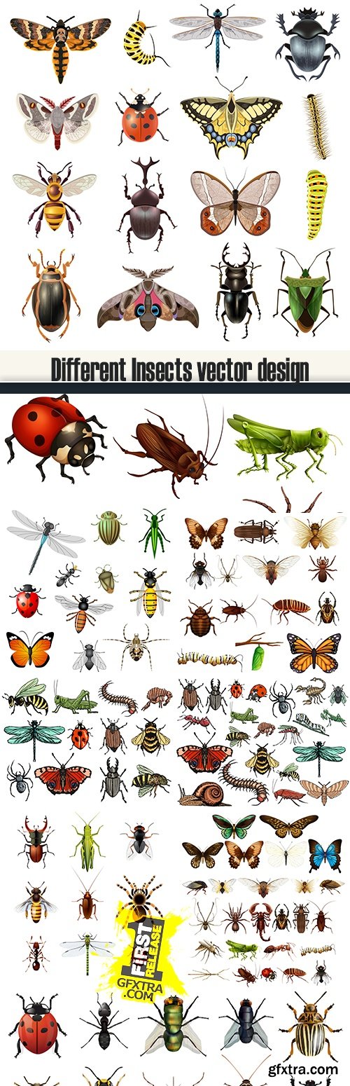 Different Insects vector design